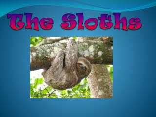 The Sloths