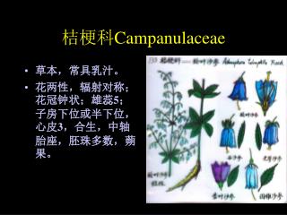 桔梗科 Campanulaceae