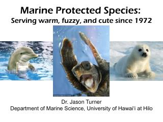 Marine Protected Species: Serving warm, fuzzy, and cute since 1972