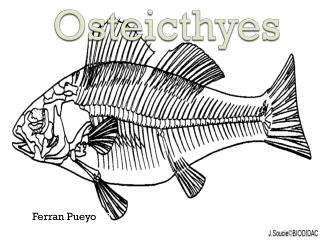 Osteicthyes