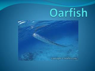 Oarfish