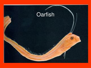 Oarfish