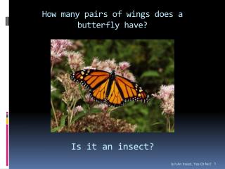 How many pairs of wings does a butterfly have?
