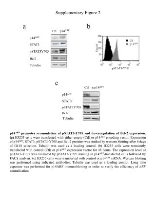 p14 ARF