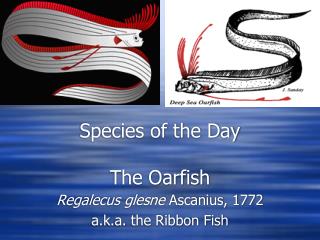 Species of the Day The Oarfish