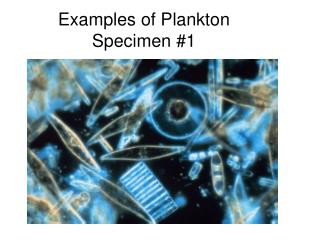 Examples of Plankton Specimen #1
