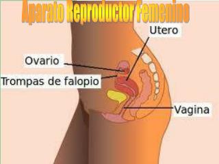 Aparato Reproductor Femenino