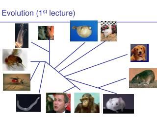 Evolution (1 st lecture)