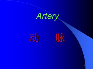 Artery 动 脉