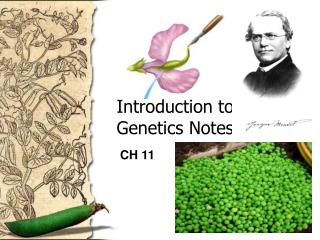 Introduction to Genetics Notes