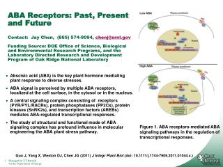 Abscisic acid (ABA) is the key plant hormone mediating plant response to diverse stresses.