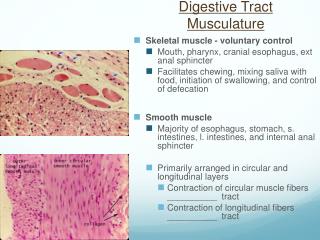 Digestive Tract Musculature
