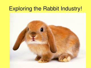 Exploring the Rabbit Industry!