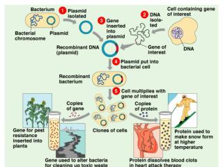 重組 DNA 技術的條件：