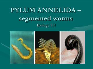 PYLUM ANNELIDA – segmented worms