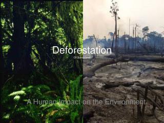 Deforestation Of Sundaland