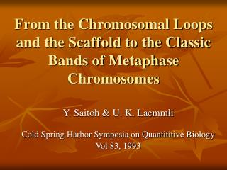 From the Chromosomal Loops and the Scaffold to the Classic Bands of Metaphase Chromosomes