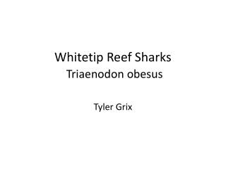 Whitetip Reef Sharks Triaenodon obesus