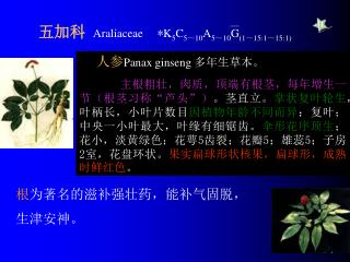 五加科 Araliaceae * K 5 C 5～10 A 5～10 G (1～15:1～15:1)