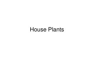 House Plants