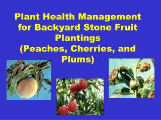 Plant Health Management for Backyard Stone Fruit Plantings (Peaches, Cherries, and Plums)