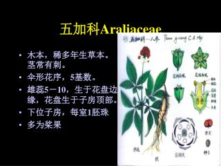 五加科 Araliaceae
