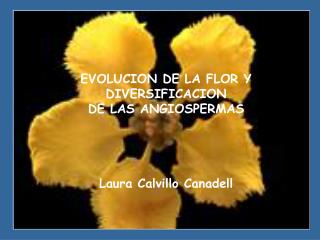 EVOLUCION DE LA FLOR Y DIVERSIFICACION DE LAS ANGIOSPERMAS Laura Calvillo Canadell