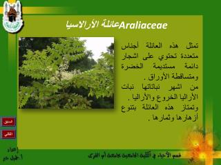 عائلة الأرالاسيا Araliaceae