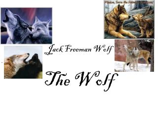 Jack Freeman Wolf