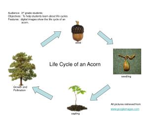 Life Cycle of an Acorn