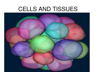 CELLS AND TISSUES