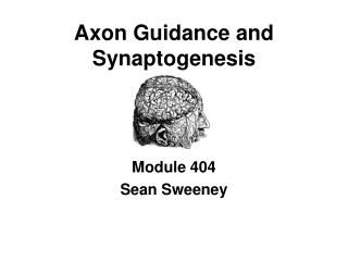 Axon Guidance and Synaptogenesis