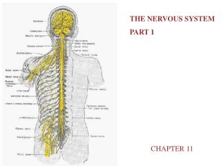 THE NERVOUS SYSTEM PART 1