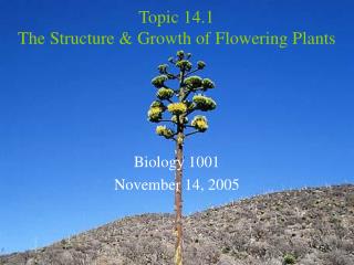 Topic 14.1 The Structure &amp; Growth of Flowering Plants