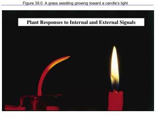 Figure 39.0 A grass seedling growing toward a candle’s light