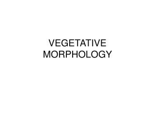 VEGETATIVE MORPHOLOGY