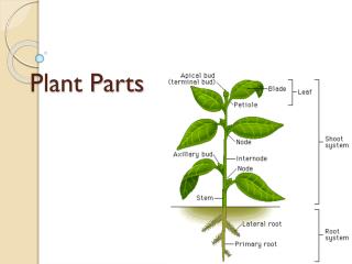 Plant Parts