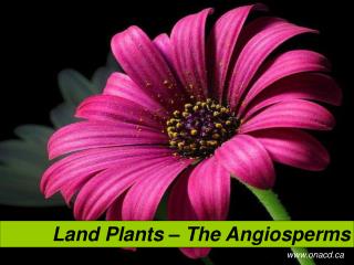 Land Plants – The Angiosperms