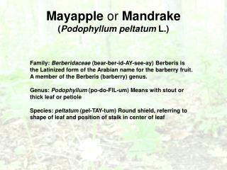 Mayapple or Mandrake ( Podophyllum peltatum L.)
