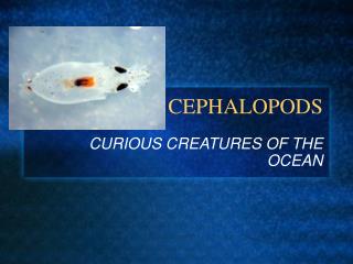 CEPHALOPODS