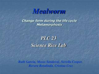 Mealworm Change form during the life cycle Metamorphosis