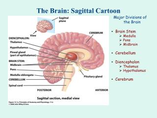 The Brain: Sagittal Cartoon