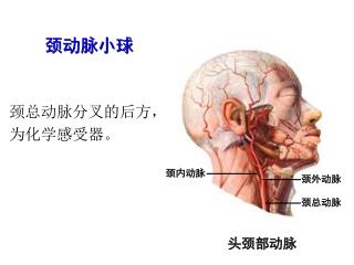 颈总动脉分叉的后方， 为化学感受器。