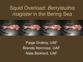 Squid Overload: Berryteuthis magister in the Bering Sea