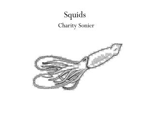 Squids