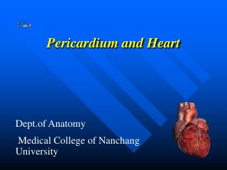 Pericardium and Heart
