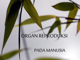 ORGAN REPRODUKSI