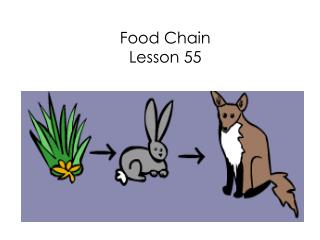 Food Chain Lesson 55