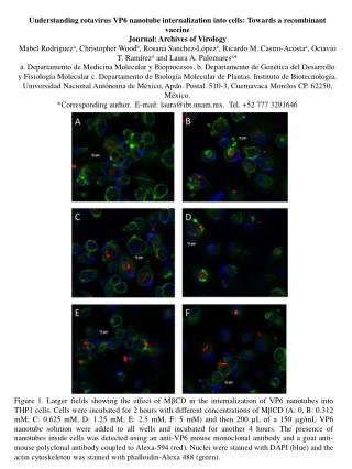 Understanding rotavirus VP6 nanotube internalization into cells: Towards a recombinant vaccine
