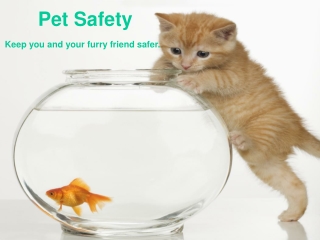 Pet Safety